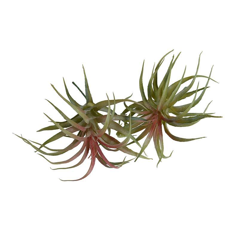 Spider Succulent - Mauve-green - New Growth Designs