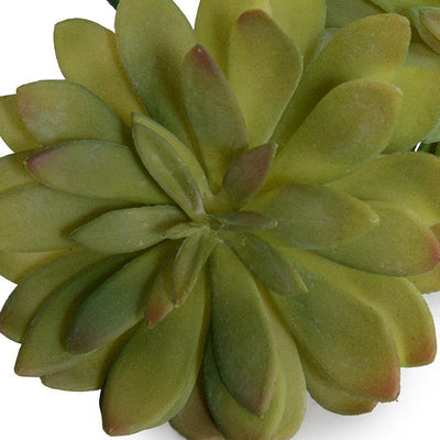 Sedum Succulent - Green - New Growth Designs