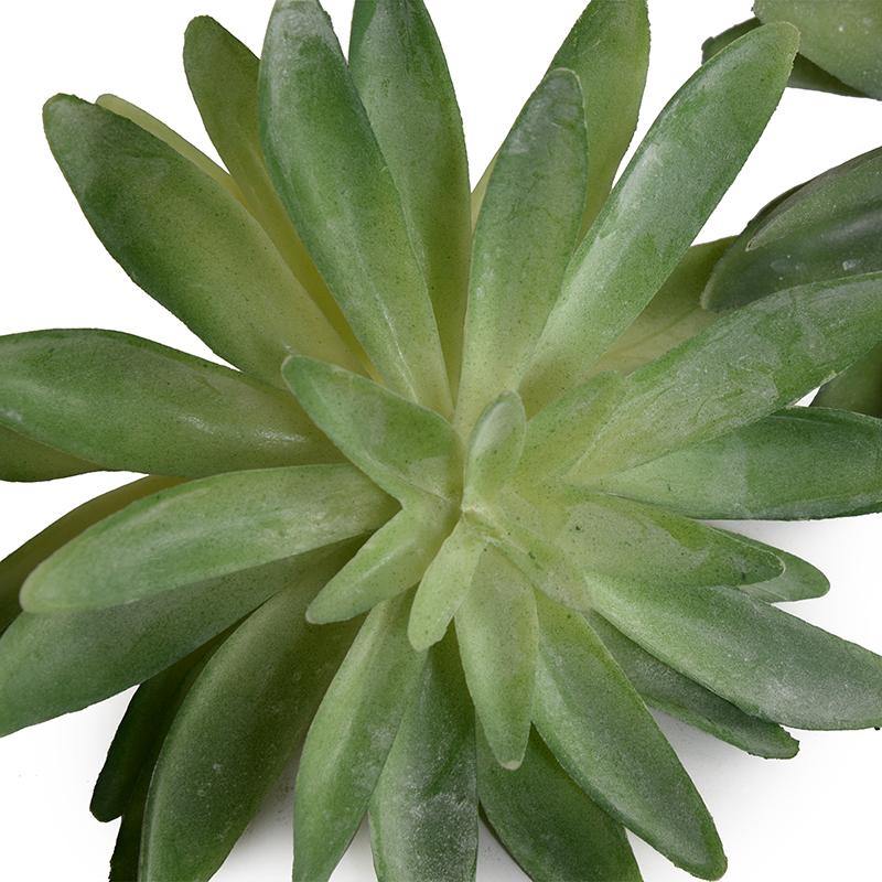 Sedum Succulent - Green - New Growth Designs