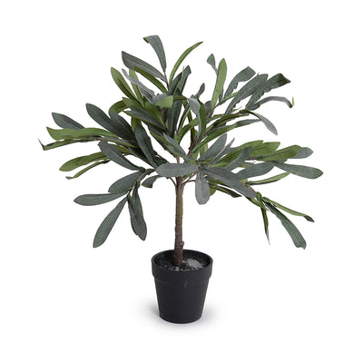 Olive Leaf Topiary, 16"H
