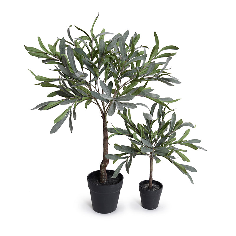 Olive Leaf Topiary, 16"H