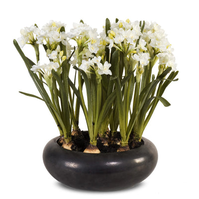 Paperwhite Narcissus in Porcelain 15"H