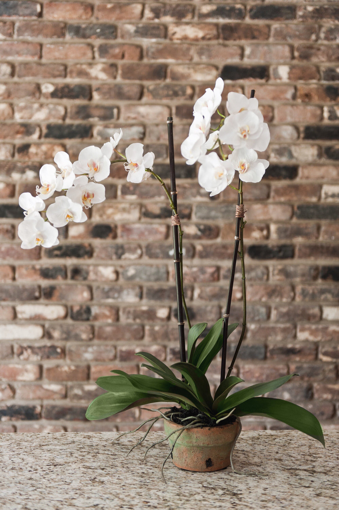 Phalaenopsis Orchid x2 in Terracotta 34